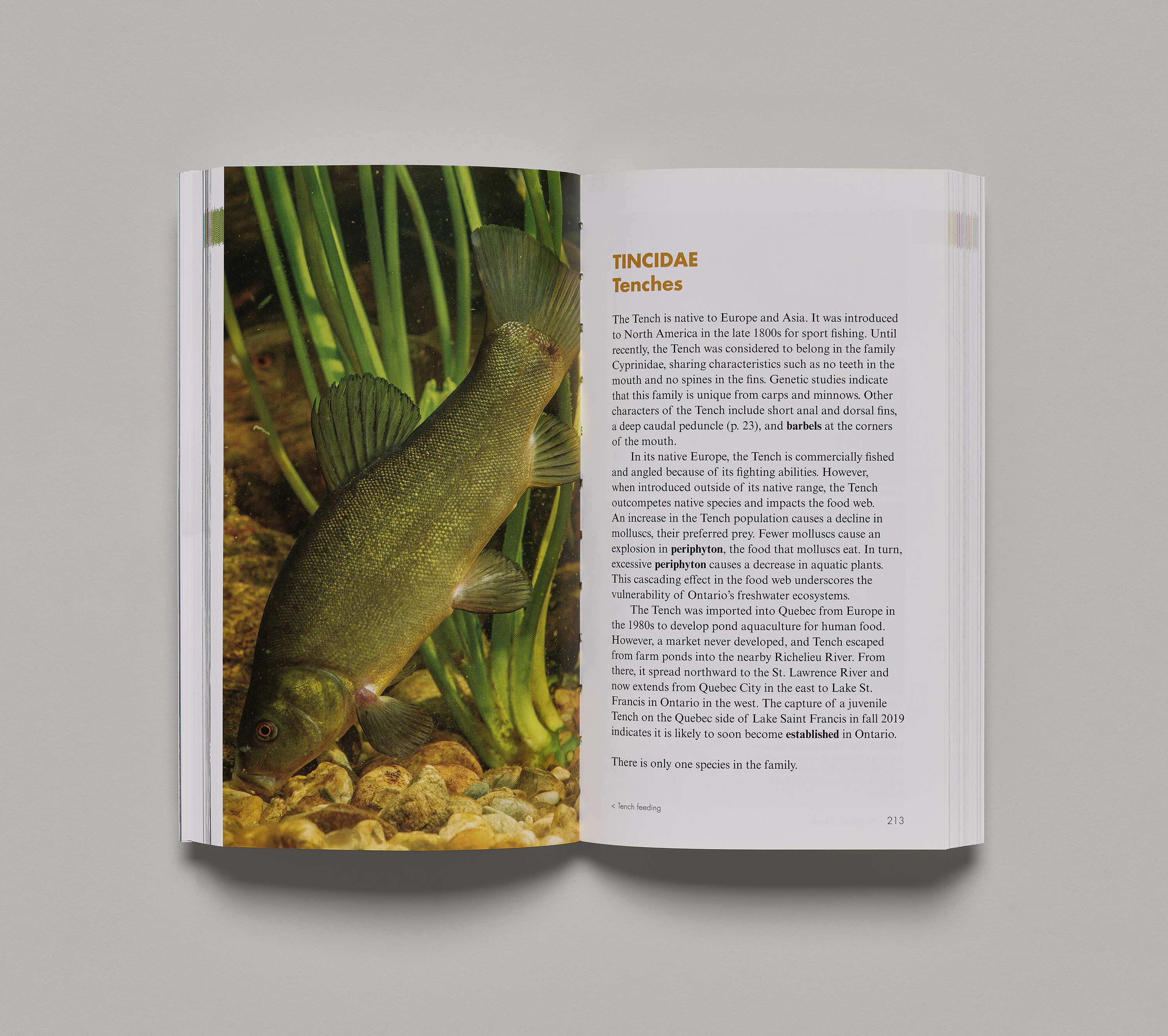 The ROM Field Guide to Freshwater Fishes of Ontario (Second